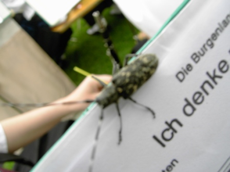 Noldi&acute;s Freund